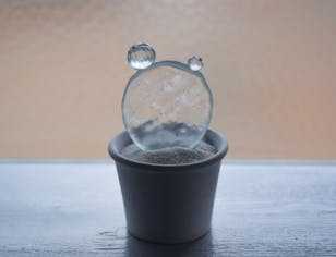 water cactus（大丸盆）